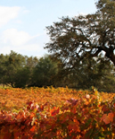 Madera Wine Trail