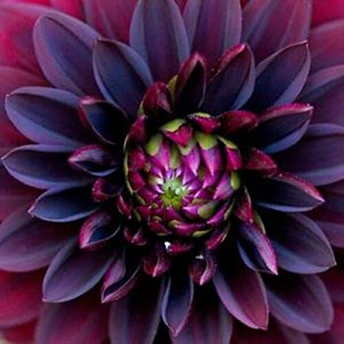 Best Dahlia Bulb - Latest Guide