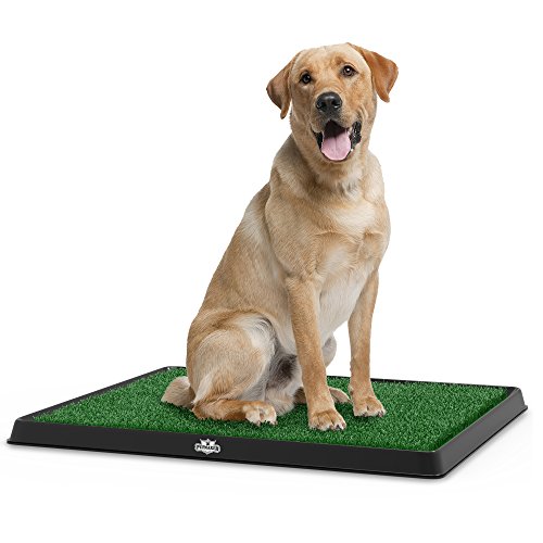 Best Potty Training Grass For Dogs - Latest Guide
