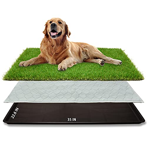 Best Potty Training Grass For Dogs - Latest Guide