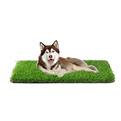 Best Potty Training Grass For Dogs - Latest Guide