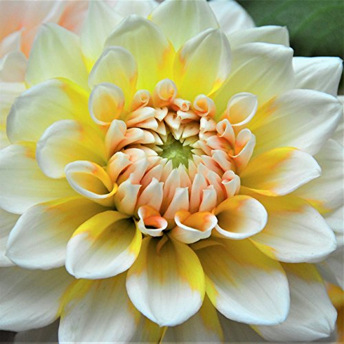 Best Dahlia Bulb - Latest Guide