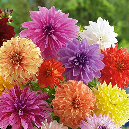 Best Dahlia Bulb - Latest Guide