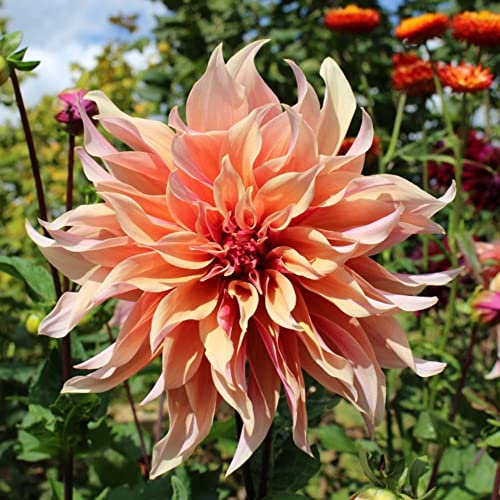 Best Dahlia Bulb - Latest Guide