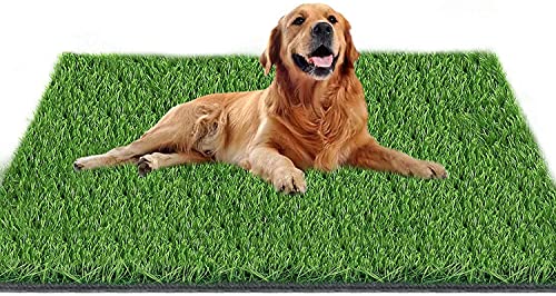 Best Potty Training Grass For Dogs - Latest Guide
