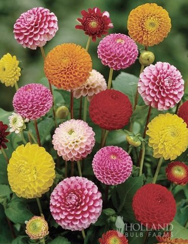 Best Dahlia Bulb - Latest Guide