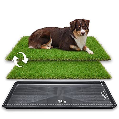 Best Potty Training Grass For Dogs - Latest Guide