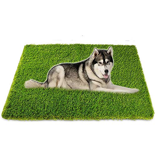 Best Potty Training Grass For Dogs - Latest Guide