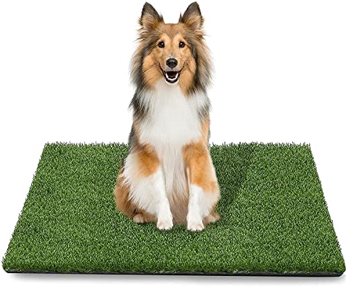 Best Potty Training Grass For Dogs - Latest Guide