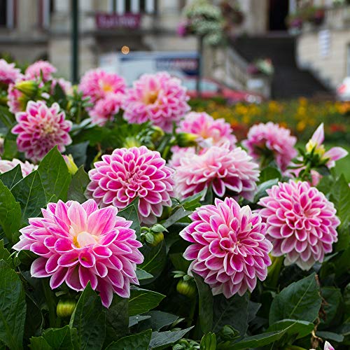 Best Dahlia Bulb - Latest Guide