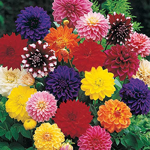Best Dahlia Bulb - Latest Guide