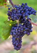 Madera Wine Trail