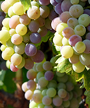 Madera Wine Trail