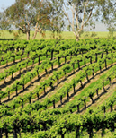 Madera Wine Trail