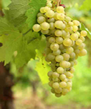Madera Wine Trail