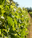 Madera Wine Trail